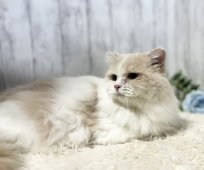 ブリティッシュロングヘア【・男の子・2021年10月14日・クリーム&ホワイト】