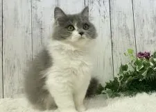 ブリティッシュロングヘア【静岡県・男の子・2021年10月21日・ブルー&ホワイト】の写真4