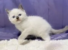 ラグドール【静岡県・男の子・2021年7月24日・ブルーポイントミデット】の写真4