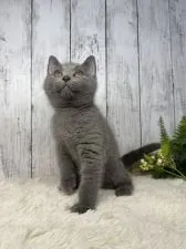 シャルトリュー【静岡県・女の子・2021年3月25日・ブルー】の写真4