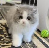 ブリティッシュショートヘア【静岡県・女の子・2023年4月20日・ブルー&ホワイト】の写真5