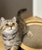 ブリティッシュショートヘア【静岡県・女の子・2025年4月27日・ブラウンタビー】の写真5