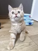 ブリティッシュショートヘア【静岡県・男の子・2025年4月27日・レッドタビー】の写真6