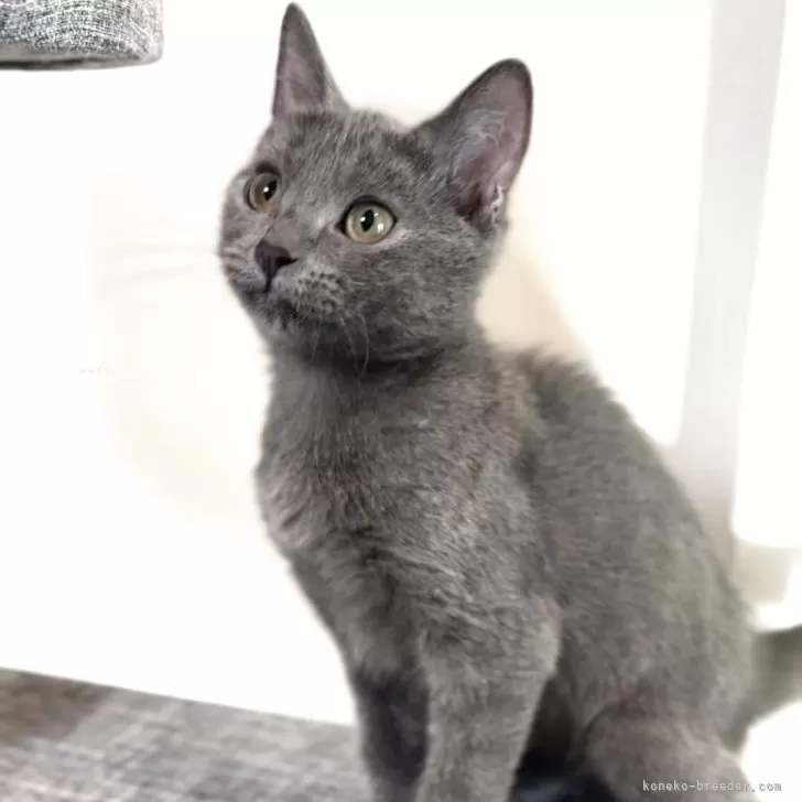 シャルトリュー【静岡県・男の子・2025年4月25日・ブルー】の写真1