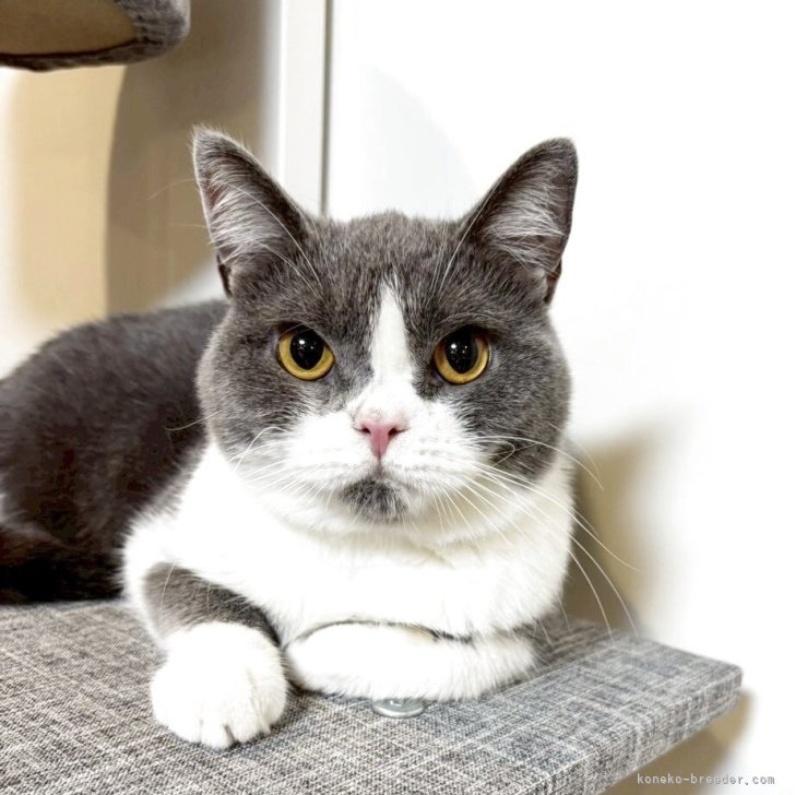 ブリーダー画像