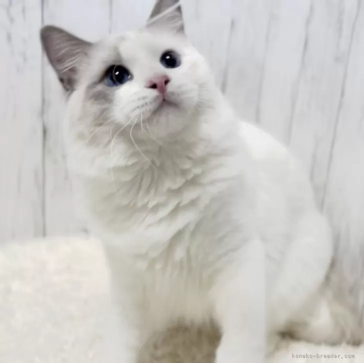 ID:2407-00999の子猫
