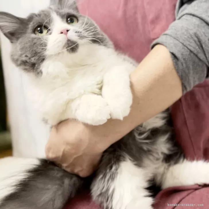 ID:2410-02911の子猫