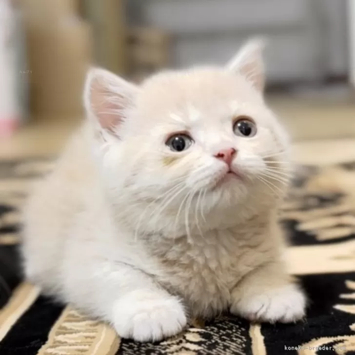 ID:2506-00784の子猫