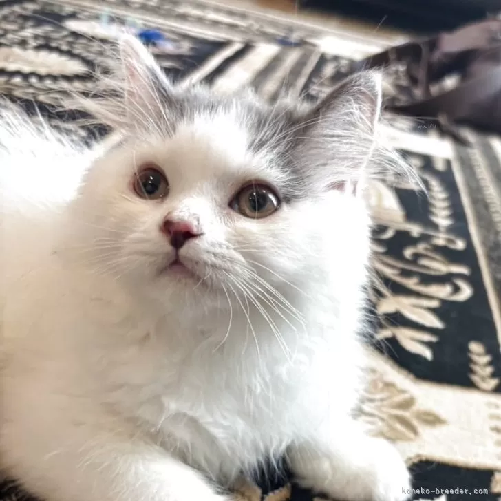 ID：2506-02706の子猫