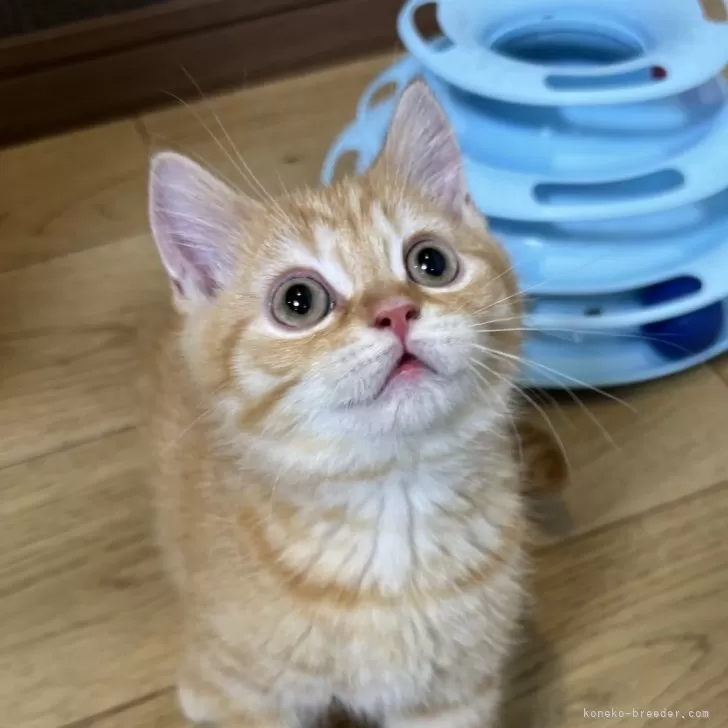 ブリティッシュショートヘア【静岡県・男の子・2025年4月27日・レッドタビー】の写真1