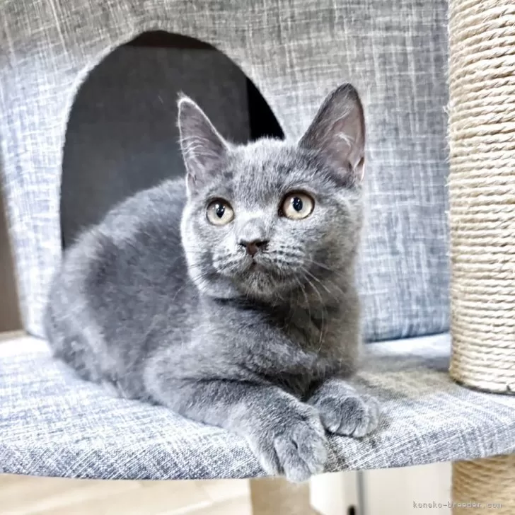 ID：2508-00059の子猫