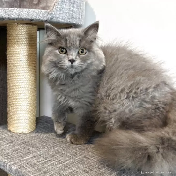 ID：2509-00332の子猫