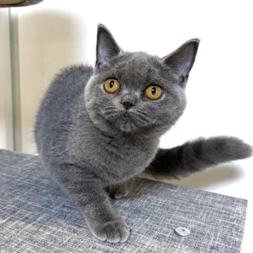 ブリティッシュショートヘア【静岡県・女の子・2025年5月8日・ブルー】の写真「💕まぁるいお顔の可愛い女の子💕」