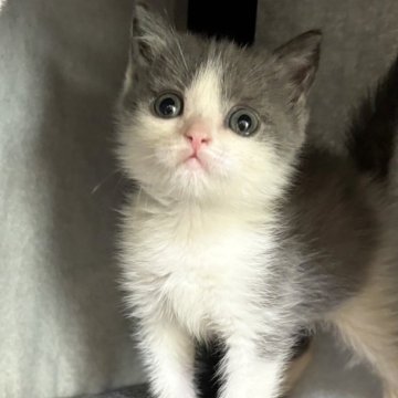 ブリティッシュショートヘア【静岡県・男の子・2025年9月26日・ブルー】の写真「❤️元気な男の子❤️」