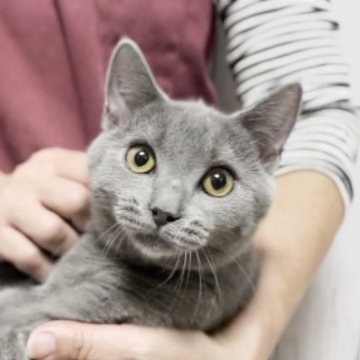 シャルトリュー【静岡県・男の子・2024年7月10日・ブルー】の写真「【移転セール価格】柔らかな毛並みのイケメンくん❤️」