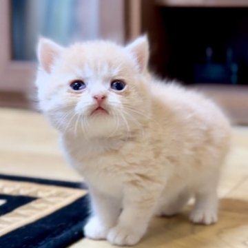 ブリティッシュショートヘア【静岡県・男の子・2025年5月3日・クリームタビー】の写真「💕可愛い男の子💕」