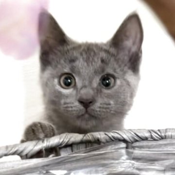 シャルトリュー【静岡県・女の子・2025年4月20日・ブルー】の写真「💕可愛い女の子💕」