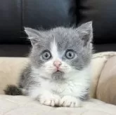 ブリティッシュショートヘア