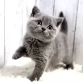 ブリティッシュショートヘア