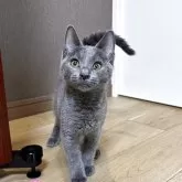 シャルトリュー