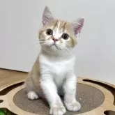 ブリティッシュショートヘア