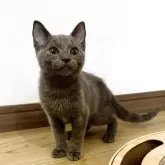 シャルトリュー