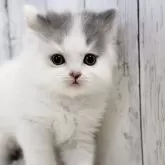 ブリティッシュショートヘア