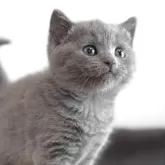 シャルトリュー