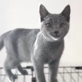 シャルトリュー