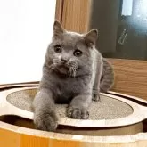 ブリティッシュショートヘア