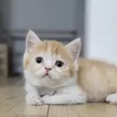 ブリティッシュショートヘア