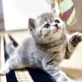 ブリティッシュショートヘア