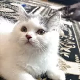 ブリティッシュショートヘア