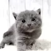 シャルトリュー