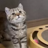ブリティッシュショートヘア