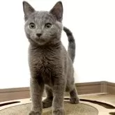 シャルトリュー