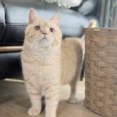 ブリティッシュショートヘア