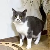 ブリティッシュショートヘア