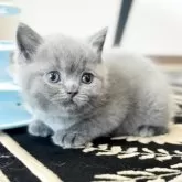 ブリティッシュショートヘア