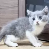 ブリティッシュショートヘア