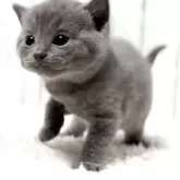 シャルトリュー
