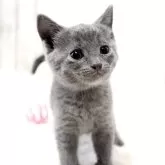 シャルトリュー