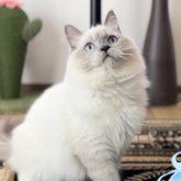 ブリティッシュロングヘア
