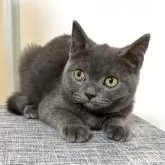 ブリティッシュショートヘア