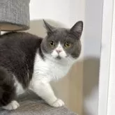 ブリティッシュショートヘア【静岡県・男の子・2024年9月10日・ブルー&ホワイト】の写真2