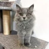 ブリティッシュロングヘア【静岡県・男の子・2025年4月28日・ブルー】の写真2