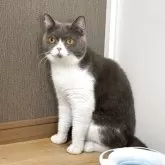 ブリティッシュショートヘア【静岡県・男の子・2024年9月10日・ブルー&ホワイト】の写真3