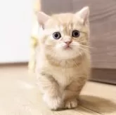 ブリティッシュショートヘア【静岡県・男の子・2025年4月27日・レッドタビー】の写真10