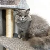 ブリティッシュロングヘア【静岡県・男の子・2025年4月28日・ブルー】の写真5