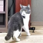 ブリティッシュショートヘア【静岡県・男の子・2024年9月10日・ブルー&ホワイト】の写真6